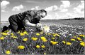 16 - DANDELION PAINTER - SKOV SOREN - denmark